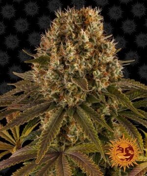 STRAWBERRY LEMONADE feminised seed cannabis