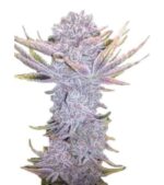 Sunset Sherbet Feminised Photoperiod Cannabis 10 Seeds