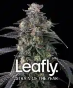 Super Boof feminised seed