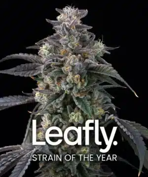 Super Boof feminised seed