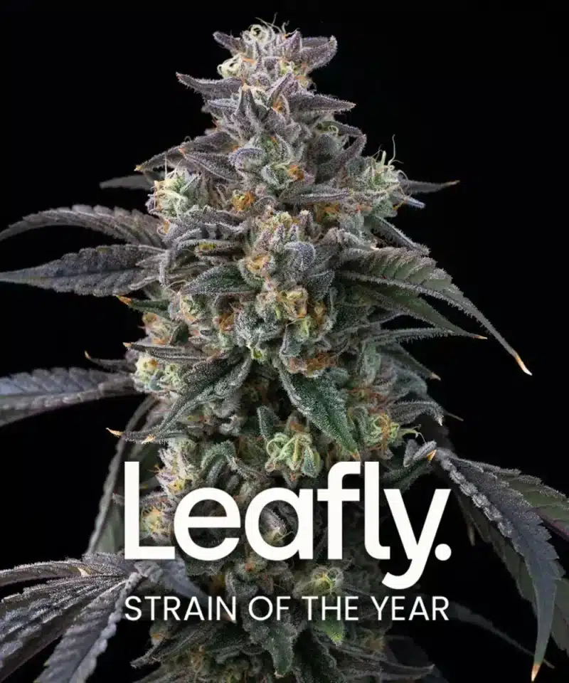Super Boof feminised seed