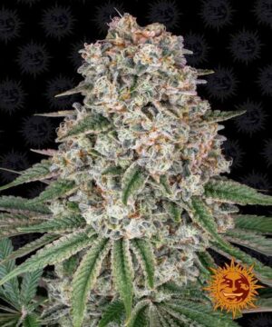 TROPICANNA BANANA feminised seed cannabis