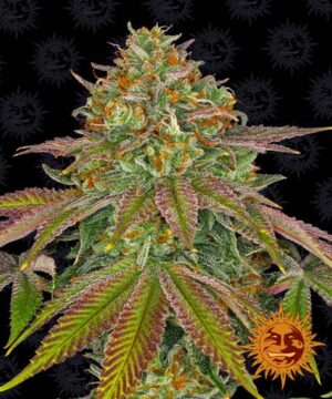 WEDDING CAKE feminised seed cannabis