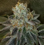 White Wedding - Clone