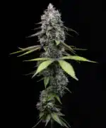 Zoap feminised seed