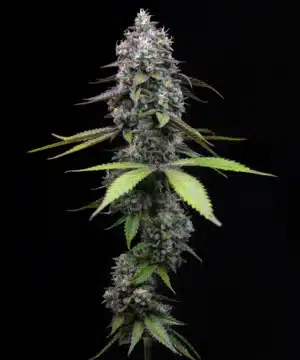Zoap feminised seed