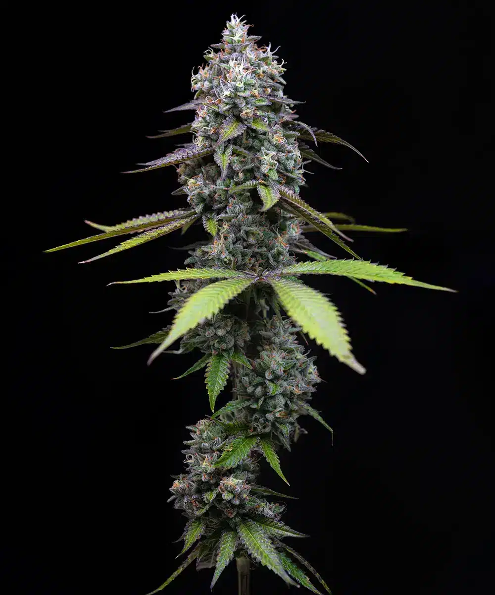 Zoap Feminised - 5 pack 1 Zoap feminised seed