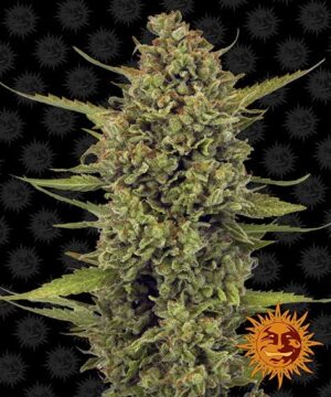 acapulco gold feminised seed cannabis