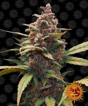 ayahuasca purple feminised seed cannabis