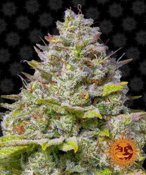 blue gelato 41 feminised seed cannabis