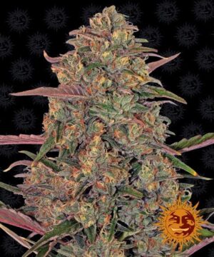 pineapple chunk feminised seed cannabis