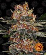 purple punch autoflower seed cannabis