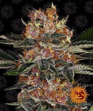 purple punch autoflower seed cannabis