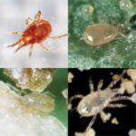 Beneficial Insects Predators for Mites and Thirps Bundle