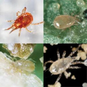 Beneficial Insects Predators for Mites and Thirps Bundle
