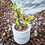 Spekboom in concrete pot