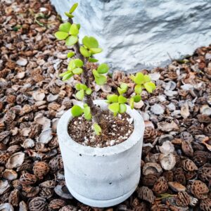 Spekboom in concrete pot