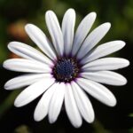 African Daisy Glistening White