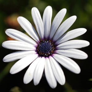 African Daisy Glistening White