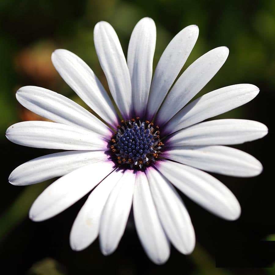 African Daisy Glistening White 1 African Daisy Glistening White
