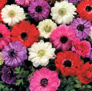 Anemone Double - Mixed - 15 bulbs