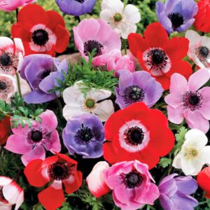 Anemone Single - Mixed - 15 bulbs