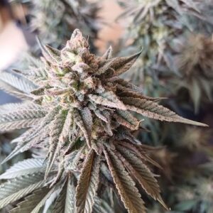 Apple Banana Candy Feminised Seed 3+2
