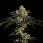 Apples & Bananas - Clone