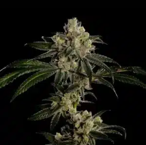 Apples & Bananas - Clone