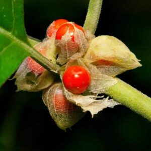 Ashwagandha -Withania somnifera - Seeds