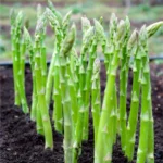 Asparagus UC157 - 7 Pieces