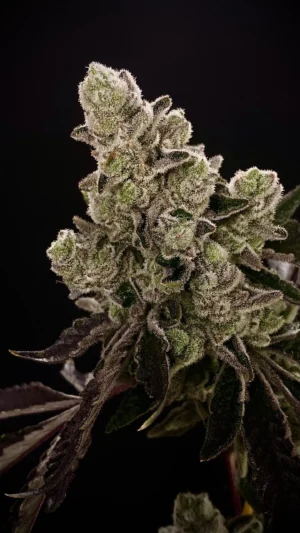 Atomic Jelly - Clone