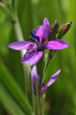 Babiana - Mixed - 25 bulbs