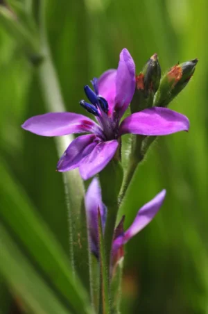 Babiana - Mixed - 25 bulbs