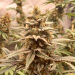 Bakers Batter Fast Seed 3+2