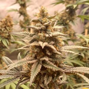 Bakers Batter Fast Seed 3+2