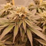 Banana Blizzard Feminised Seed 3+2