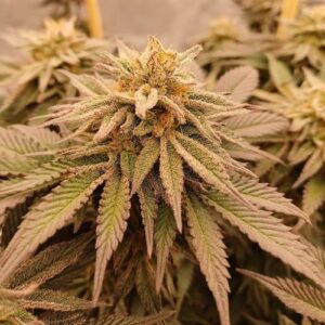 Banana Blizzard Feminised Seed 3+2