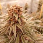 Banana Tangie Feminised Seed 3+2