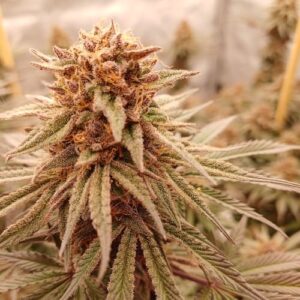 Banana Tangie Feminised Seed 3+2