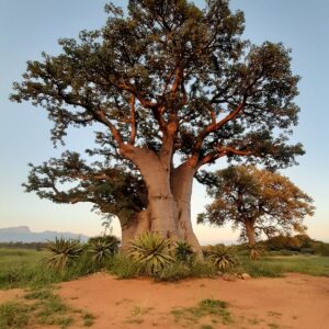 Baobab