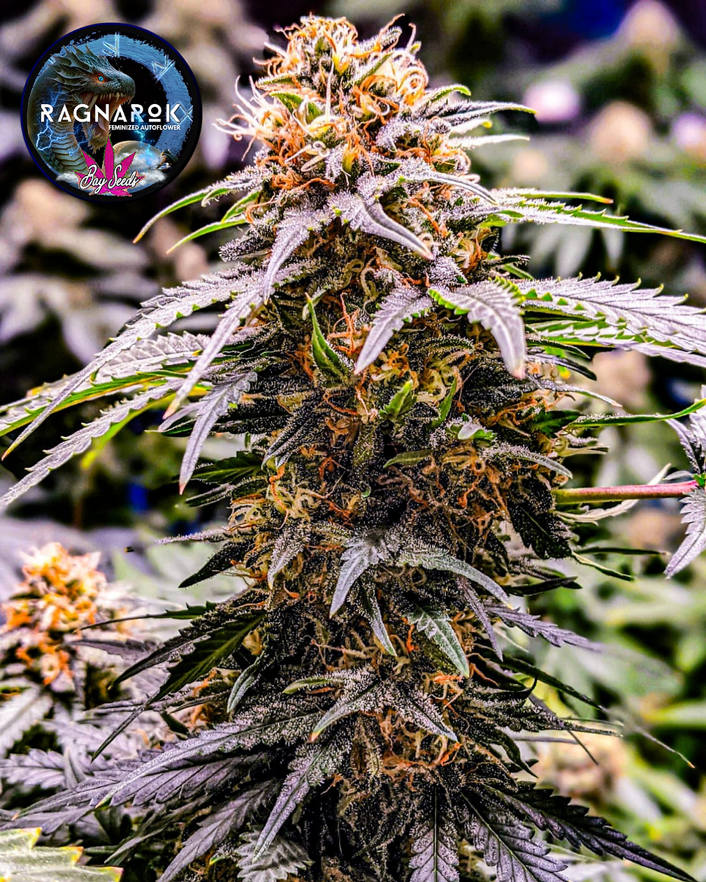 Ragnarok Fem Auto 1 Ragnarok Fem Auto