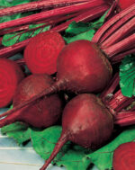 Beetroot Crimson Globe