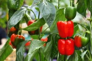 Bell Pepper Mini Red