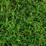 Bermuda Grass Seed 1kg