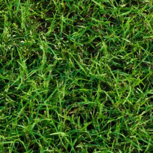 Bermuda Grass Seed 1kg