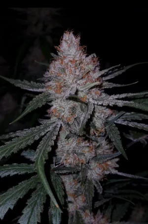 Big Buddha Cheese - Clone