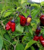Chilies - Black Scorpion Tongue