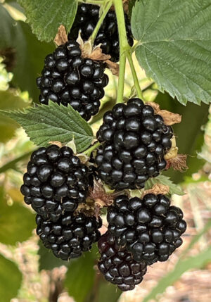 Blackberry