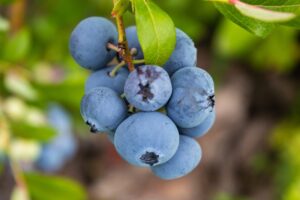 Blueberry